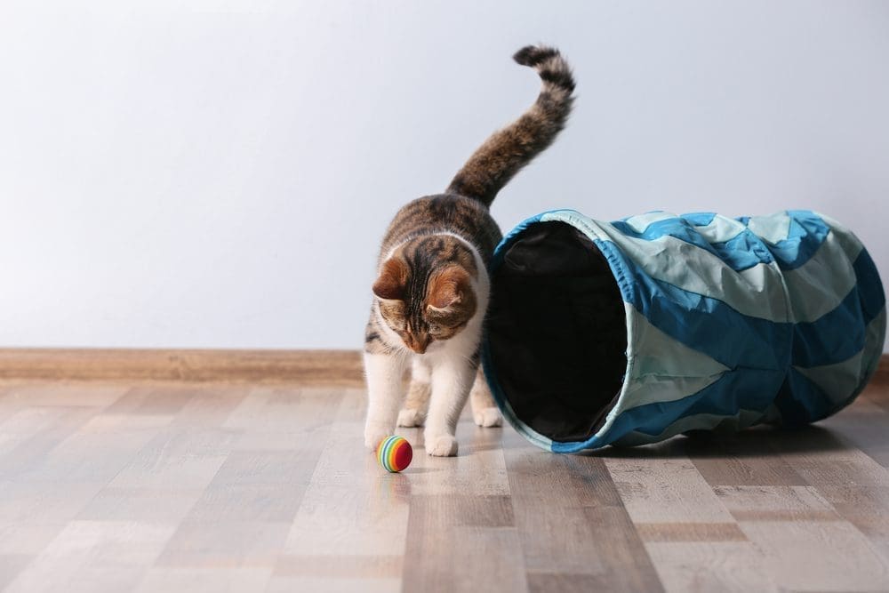 Cute,Funny,Cat,Playing,At,Home