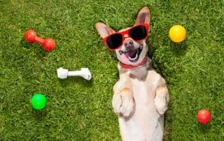Explore treats and toys you can make right at home for your furry family member when you read our blog.
