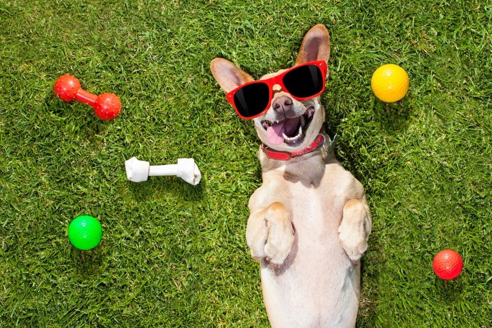 Explore treats and toys you can make right at home for your furry family member when you read our blog.