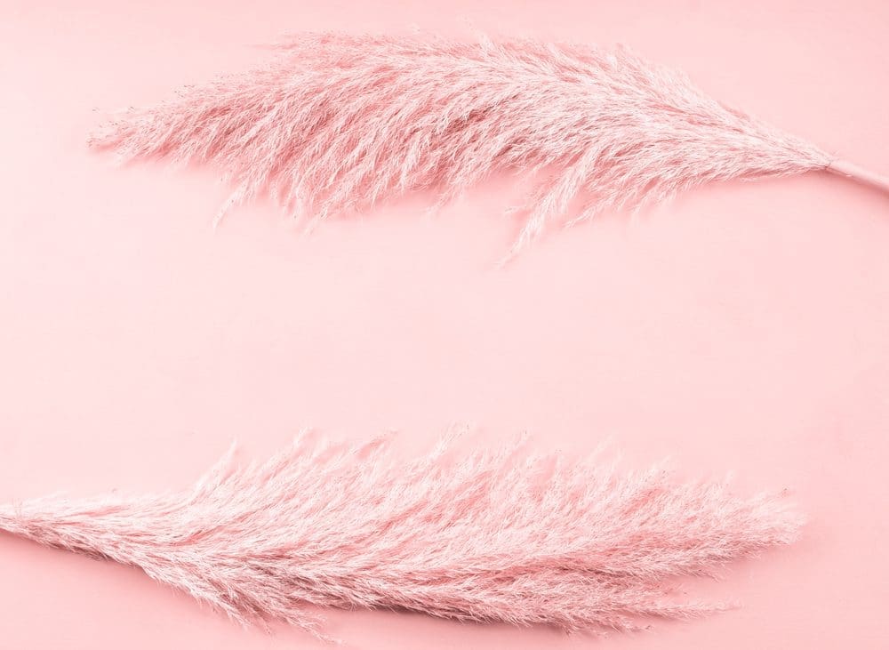 Trendy,Pale,Pink,Background,With,Pampas,Grass,Frame.,Boho,Style