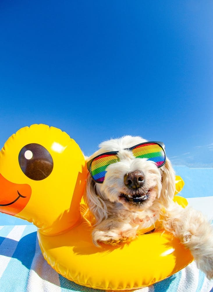 Dog,With,Sunglasses,And,Floating,Ring