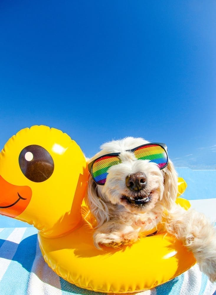Dog,With,Sunglasses,And,Floating,Ring
