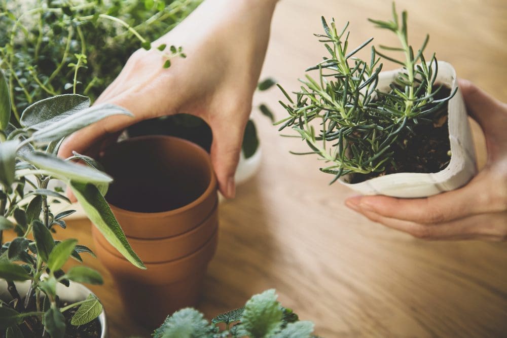 Indoor,Gardening.,Female,Hands,Replant,Herbs.